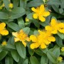 Gelbes Johanniskraut (Hypericum Calycinum) als Bodendecker im 9x9 cm Topf.