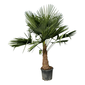 Hanfpalme (Trachycarpus fortunei) im Topf, ca. 180-200 cm hoch. Ideal als Kübelpflanze für Balkon und Terrasse.