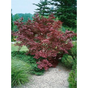 Japanischer Ahorn 'Moonfire' mit rotem Laub, 60-80 cm hoch, im Garten.