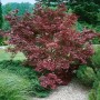 Japanischer Ahorn 'Moonfire' mit rotem Laub, 60-80 cm hoch, im Garten.