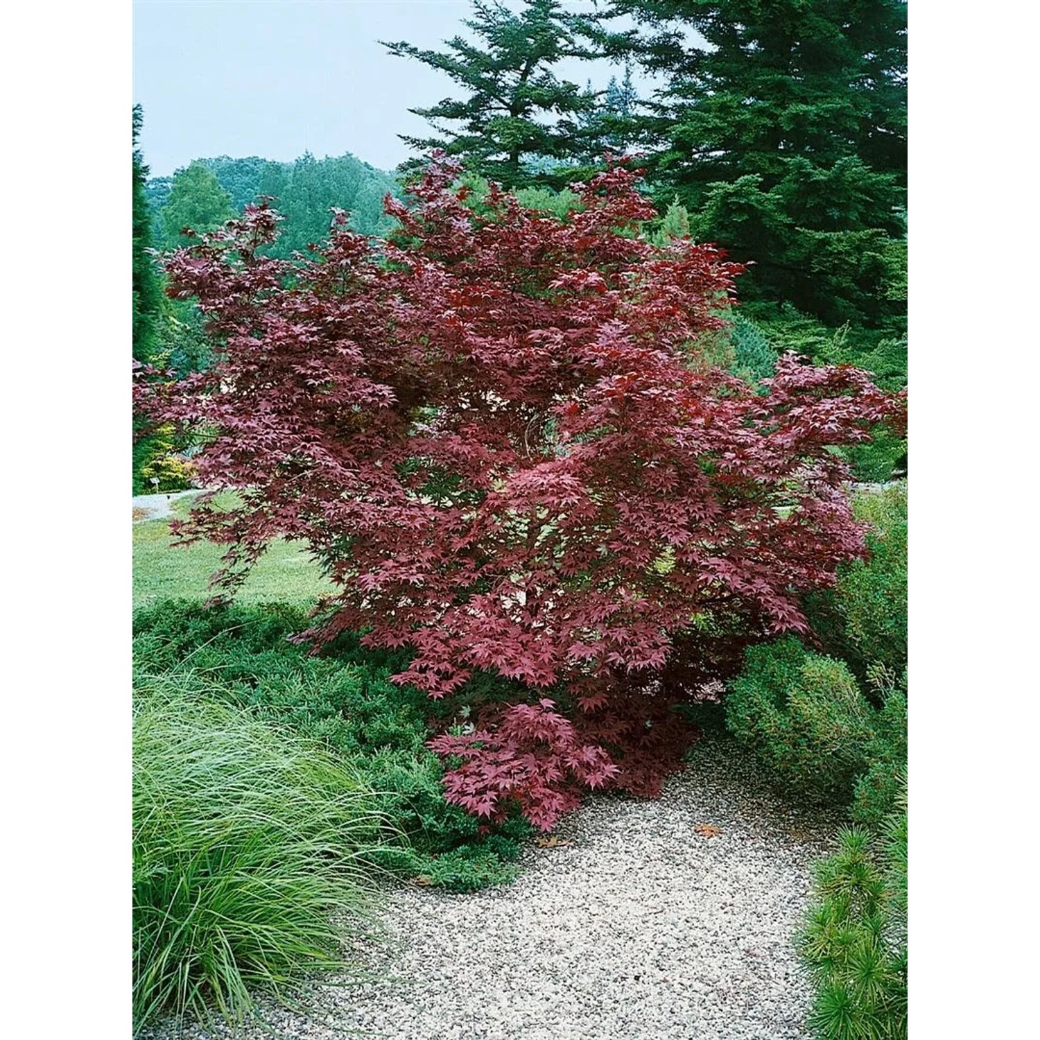 Japanischer Ahorn 'Moonfire' mit rotem Laub, 60-80 cm hoch, im Garten.