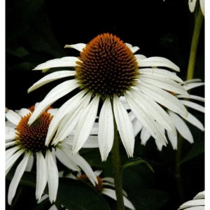 Nahaufnahme eines weißen Sonnenhuts (Echinacea purpurea) im Garten.