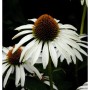 Nahaufnahme eines weißen Sonnenhuts (Echinacea purpurea) im Garten.