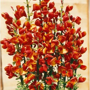 Buschiger Ginster 'Cytisus Beanii' mit rot-gelben Blüten, ca. 30-40 cm hoch.