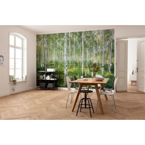 Komar Fototapete Sunny Day mit Birkenwald-Motiv im Wohnraum, 368x254 cm.