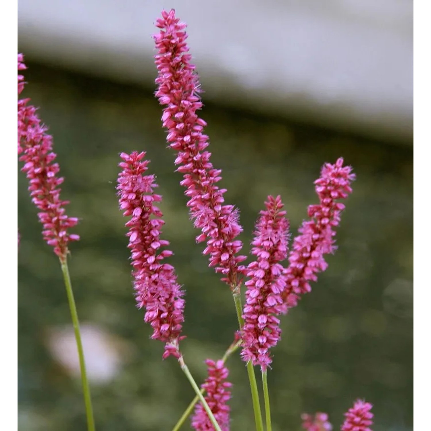 Kerzenknöterich Pink Elephant - Persicaria amplexicaulis