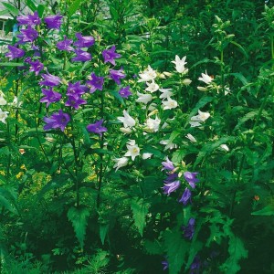Nesselblättrige Glockenblume (Campanula) mit weißen und blauen Blüten im Garten.