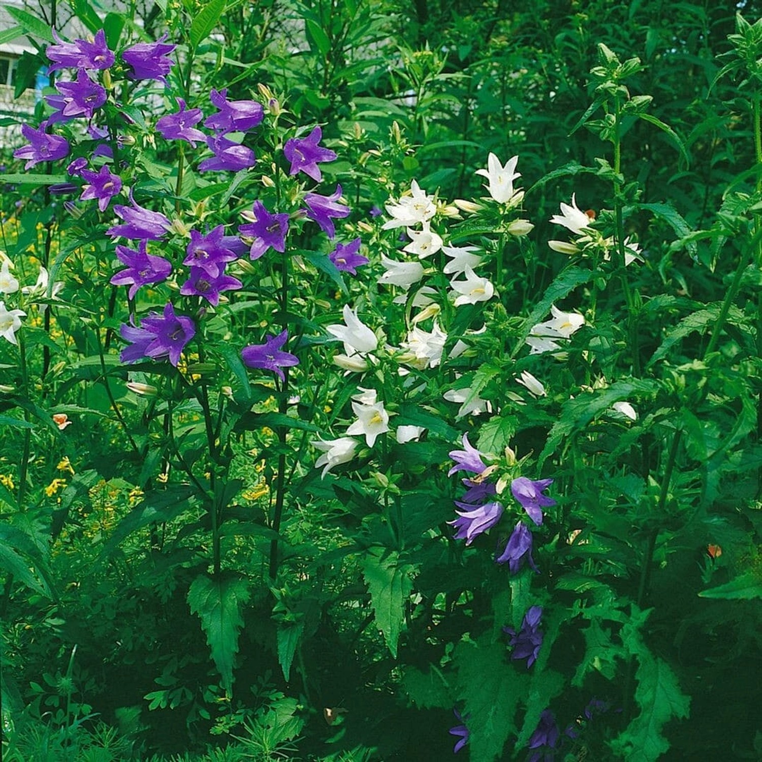 Campanula Trachelium F.alba Nesselblättrige Glockenblume Ca. 9x9 cm Topf günstig online kaufen