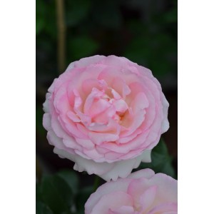 Nahaufnahme einer zartrosa Beetrose der Kollektion "Unsere Besten".