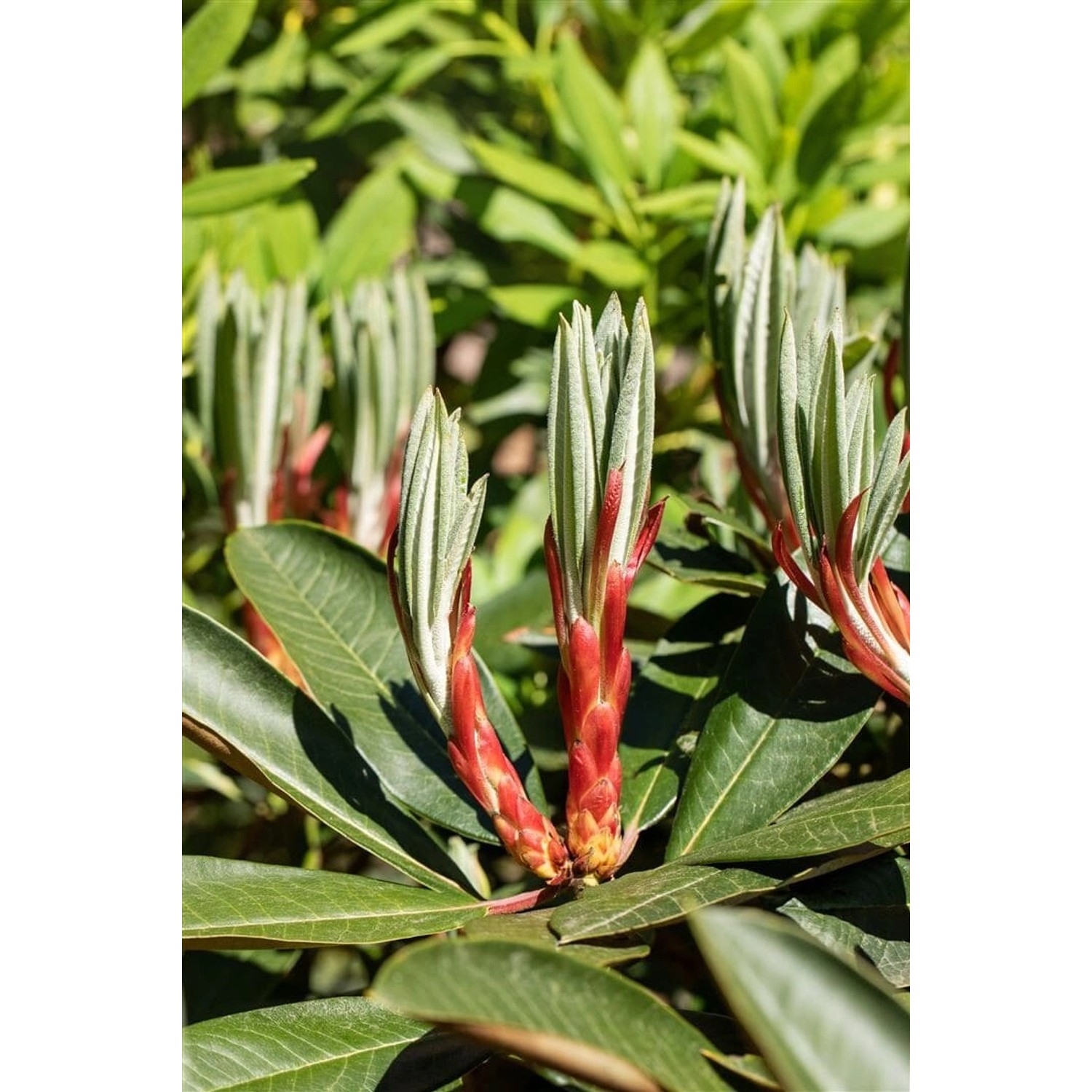 Rhododendron Hybr. Traillianum Immergrün 60–70 cm günstig online kaufen