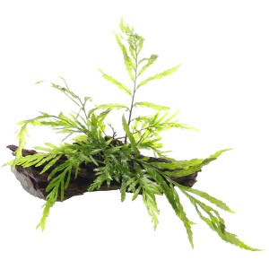 Dennerle Bolbitis Hedelotii auf Wurzel, eine dekorative Aquariumpflanze mit dunkelgrünen Farnwedeln.