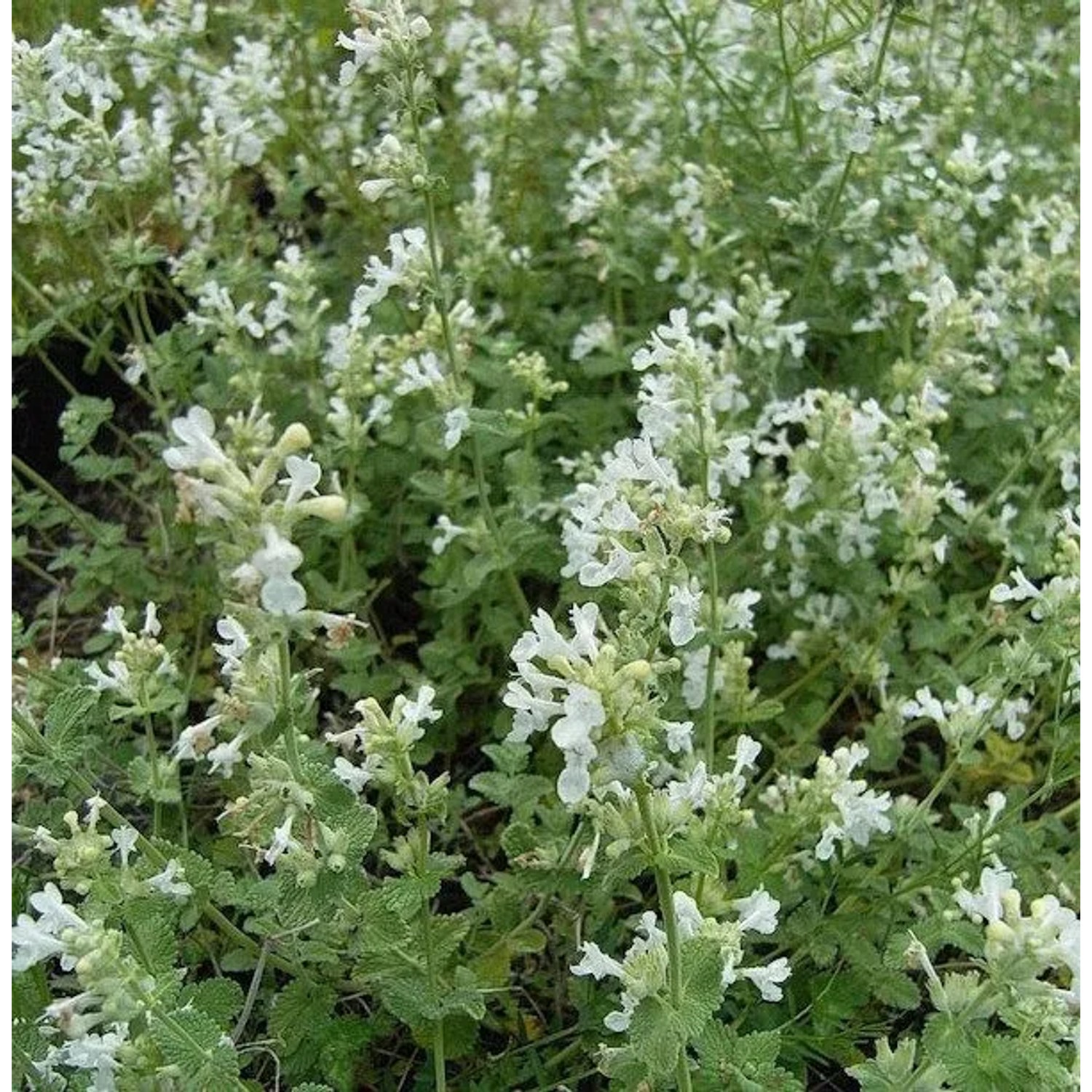 Katzenminze Gletschereis - Nepeta faassenii günstig online kaufen