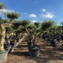 Mehrere Olivenbäume (Olea Europaea) Pompon, ca. 240cm hoch, in Töpfen unter blauem Himmel.