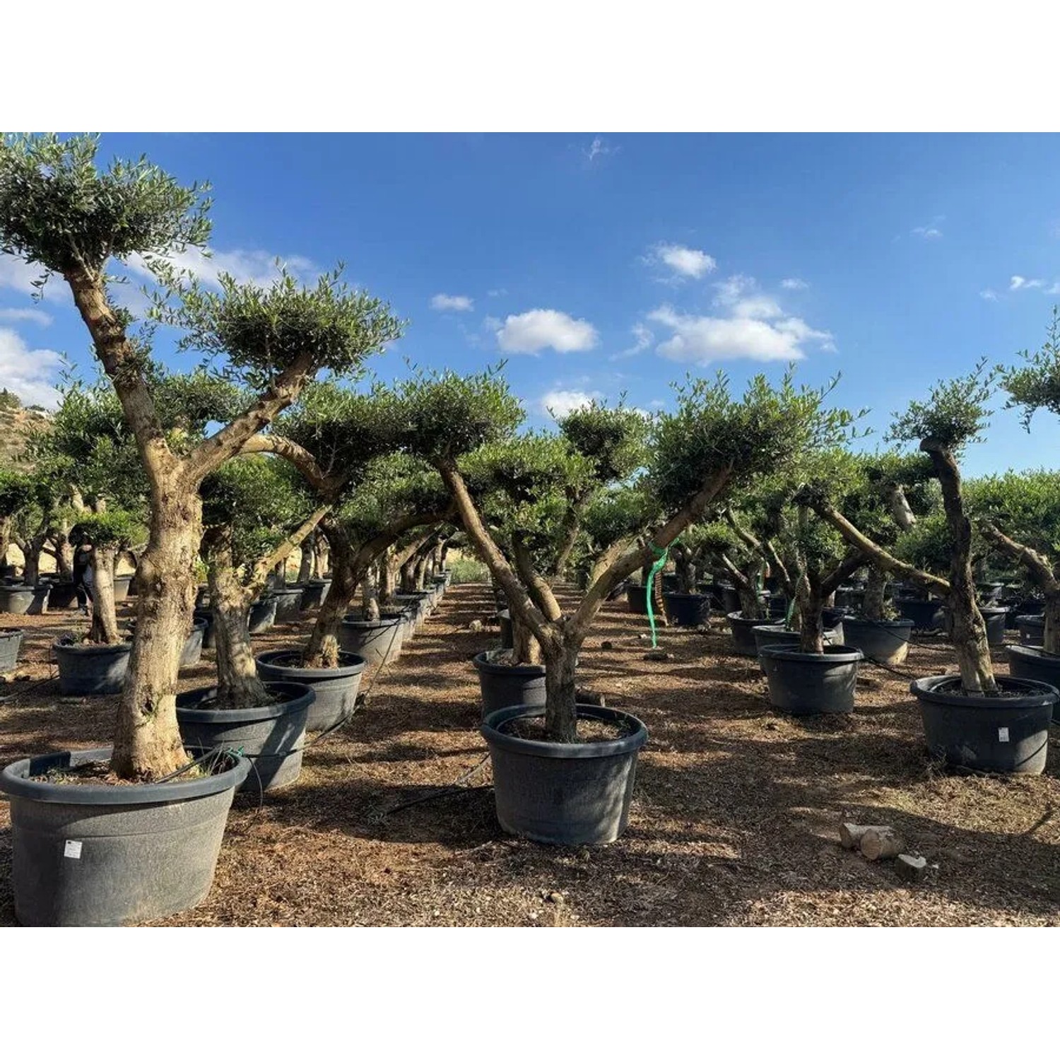Mehrere Olivenbäume (Olea Europaea) Pompon, ca. 240cm hoch, in Töpfen unter blauem Himmel.