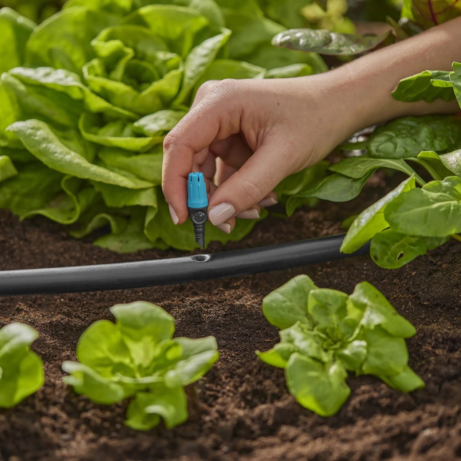 Gardena Kleinflächendüse im Einsatz zur Bewässerung von Salat im Micro-Drip-System.