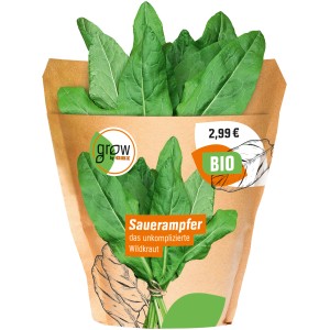 Bio Sauerampfer 'Rumex sanguineus' im Topf, grüne Blätter mit roten Blattrippen.