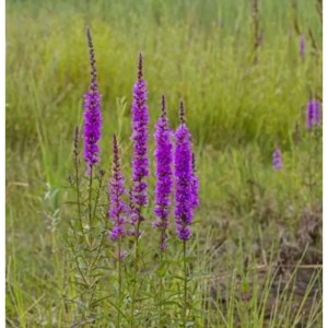 Gewöhnlicher Blutweiderich - Lythrum salicaria