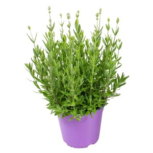 GROW by OBI Echter Lavendel Weiß im lila Topf, ca. 13 cm Ø. Lavandula angustifolia.