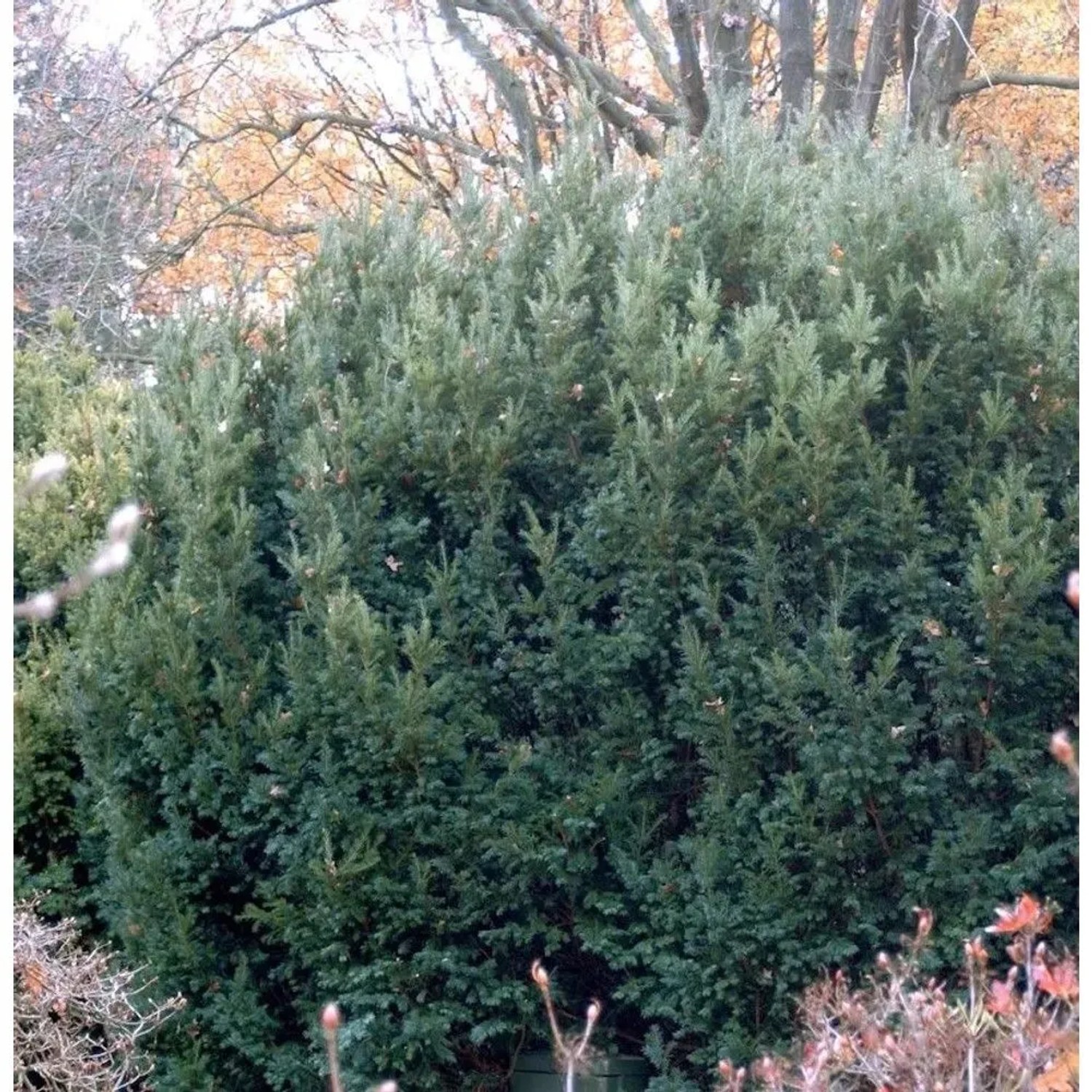 Eibe Osterberg 30-40cm - Taxus baccata