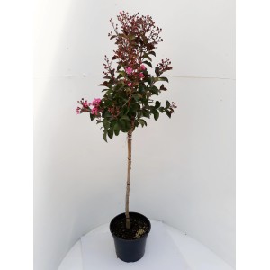 Kreppmyrte 'Rhapsodie in Pink' als Stämmchen (130-140cm) mit pinken Blüten im Topf.