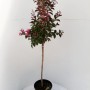 Kreppmyrte 'Rhapsodie in Pink' als Stämmchen (130-140cm) mit pinken Blüten im Topf.