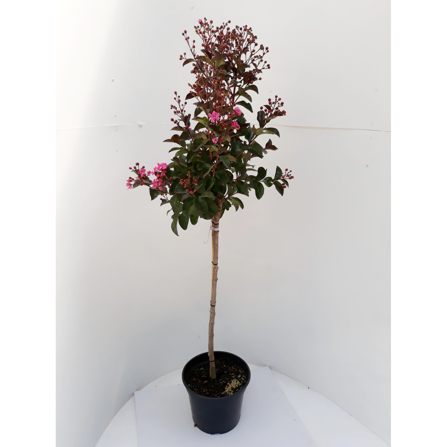 Pflanzen-Boering Lagerstroemia Rhapsodie Pink-Stämmchen 80 cm Kreppmyrte Kr günstig online kaufen