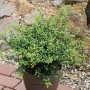 Löffel Ilex Stechpalme (Ilex crenata) im Topf, immergrüner Strauch für Garten oder Terrasse.