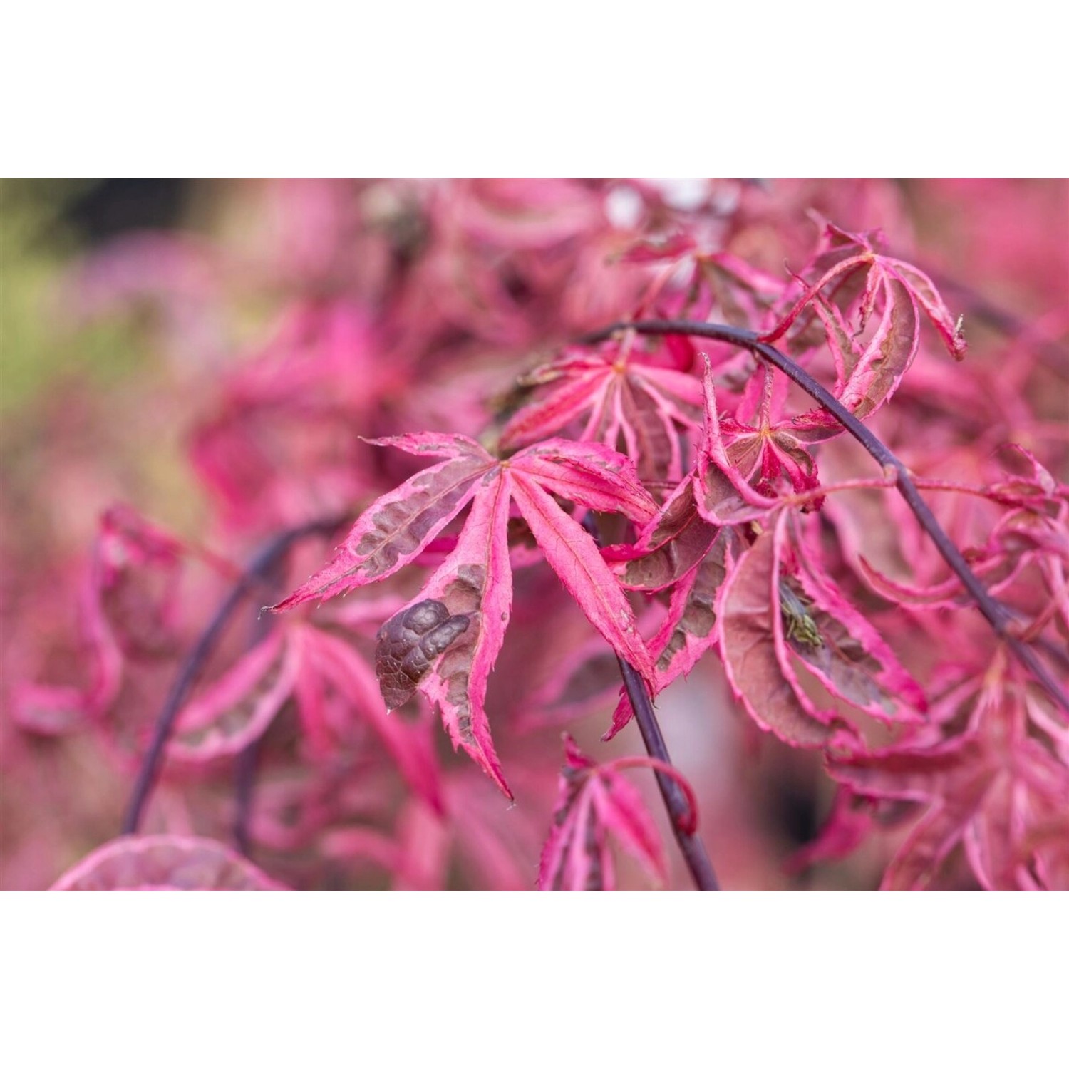Acer Palmatum Pink Passion Japanischer Ahorn Rosa 60–100 cm günstig online kaufen