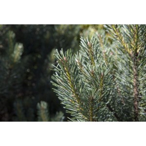 Detailaufnahme der blaugrünen Nadeln einer Pinus Sylvestris Watereri Kiefer.