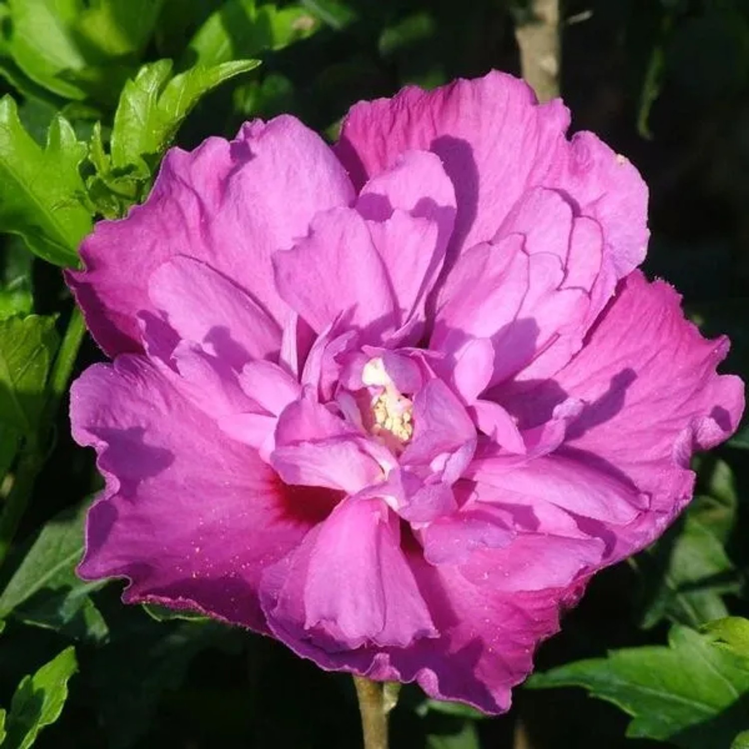 Garteneibisch 'Purple Ruffles' Hibiscus 40 bis 60 cm im Container Violette Blüten
