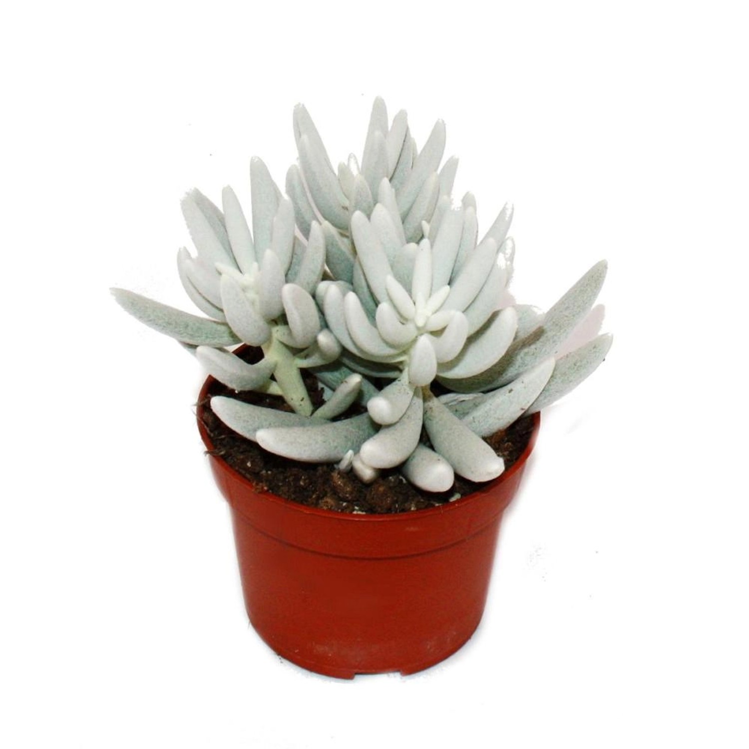 Exotenherz Senecio Haworthii Weiß Behaarte Sukkulente Pflanze 10,5cm Topf günstig online kaufen