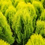 Gelbe Chamaecyparis lawsoniana 'Ivonne' Heckenpflanze, 100-125 cm hoch.