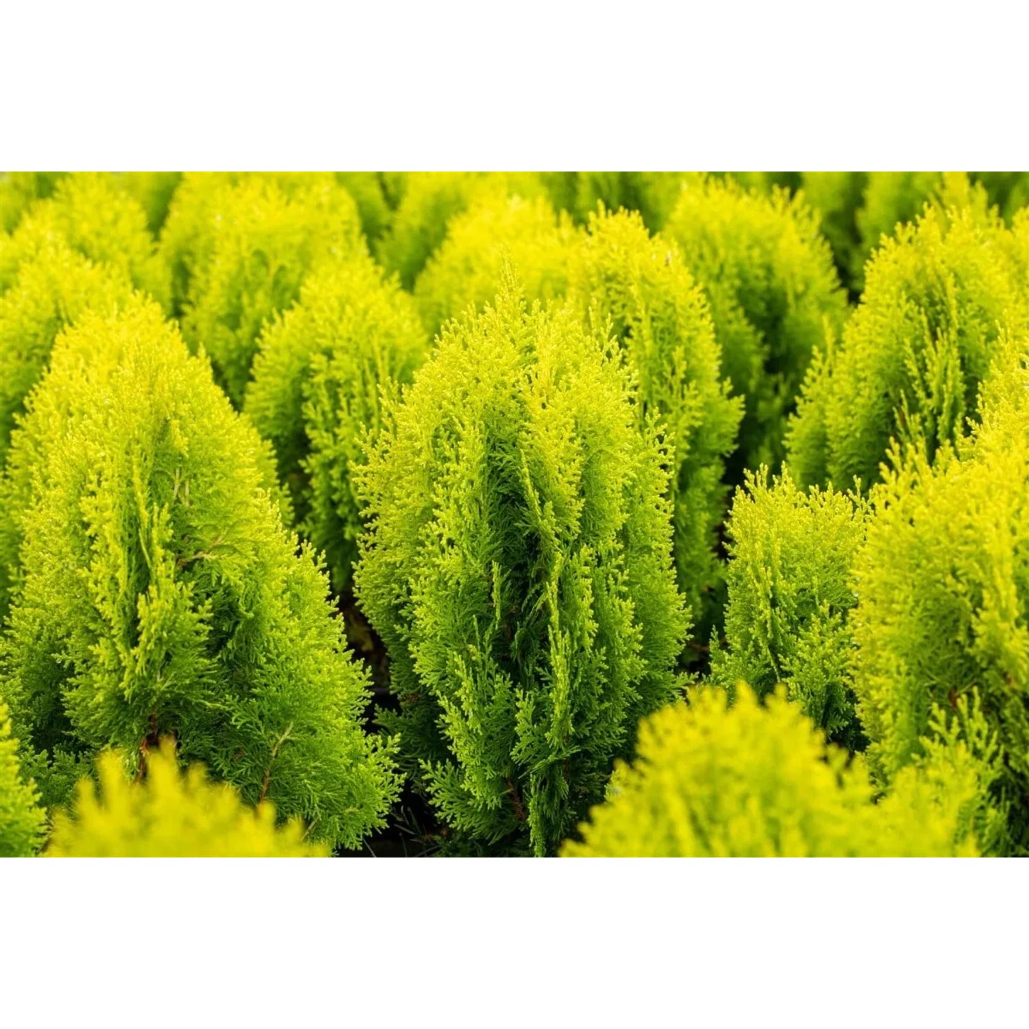 Gelbe Chamaecyparis lawsoniana 'Ivonne' Heckenpflanze, 100-125 cm hoch.