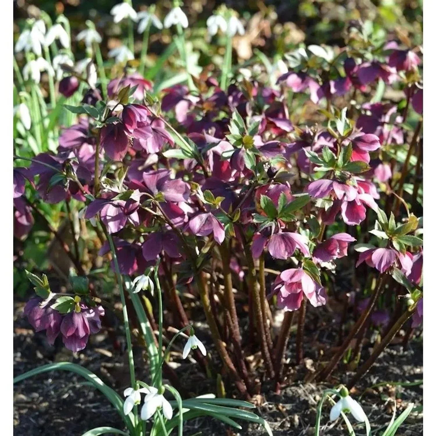 Christrose Pretty Ellen Red - Helleborus orientalis