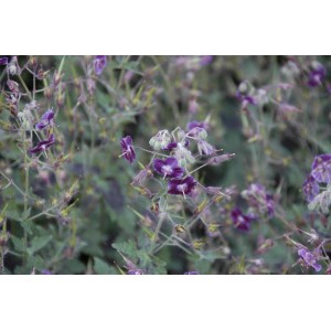 Brauner Storchschnabel 'Samobor' mit dunkelvioletten Blüten im 9x9 cm Topf.