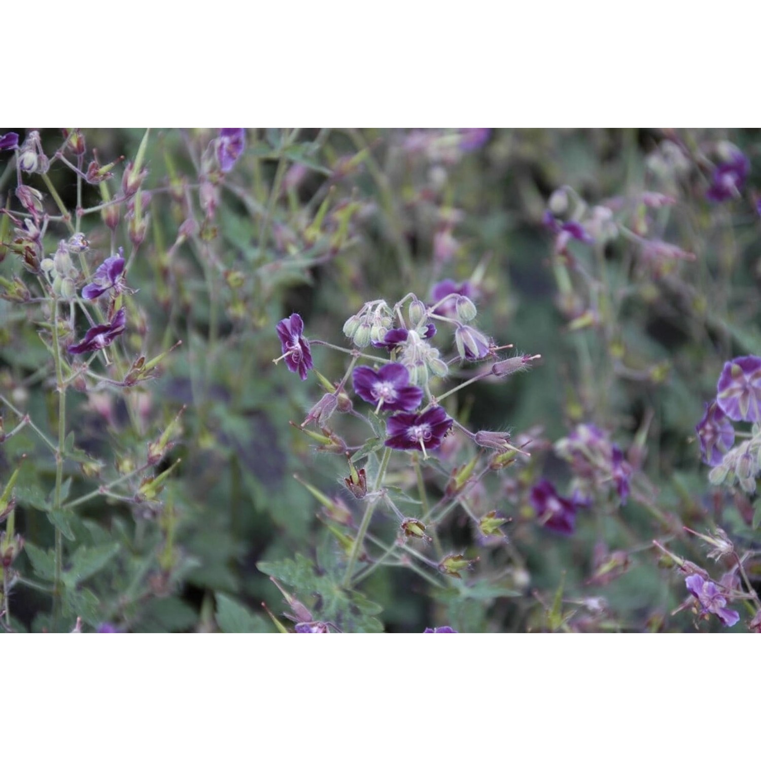 Geranium Phaeum Samobor Brauner Storchschnabel Ca. 9x9 cm Topf günstig online kaufen