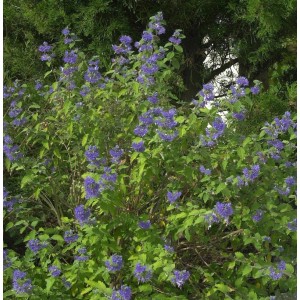Blühende Bartblume 'Blauer Spatz' (Caryopteris), ein Strauch mit blauvioletten Blüten.