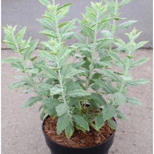 Blauraute 'Silvery Blue' im Topf, ca. 30-40 cm hoch. Perovskia atriplicifolia.