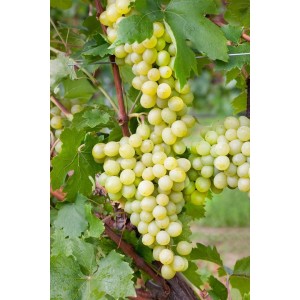 Weinrebe Vitis Vinifera Unio mit reifen, hellen Trauben und grünen Blättern.