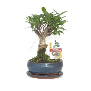 Chinesischer Feigenbaum Bonsai (Ficus Retusa), ca. 6 Jahre, in Kugelform im blauen Topf.