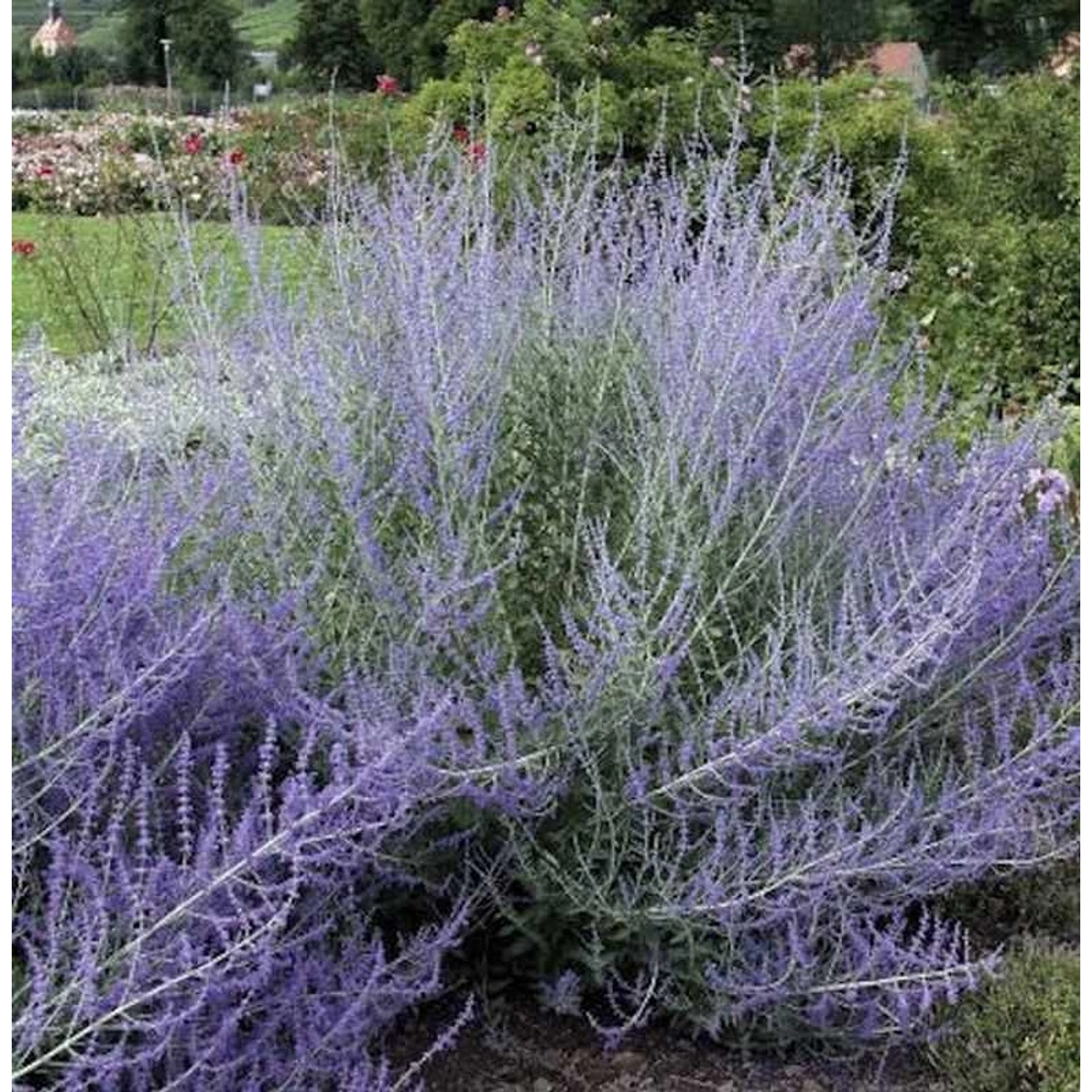 Blauraute Lacy Blue 25-30cm - Perovskia atriplicifolia günstig online kaufen