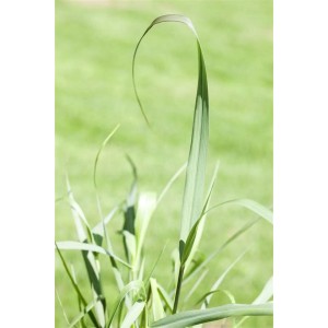 Detailaufnahme der Rutenhirse 'Squaw' im Topf, grüne Blätter. Ziergras für Garten und Beet.