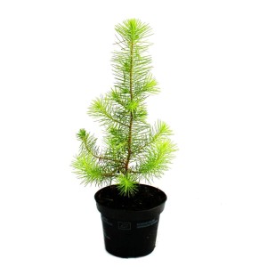 Kleine Zimmerkiefer (Pinus pinea) im 12cm Topf, ideal als Mini-Weihnachtsbaum für Balkon & Terrasse.