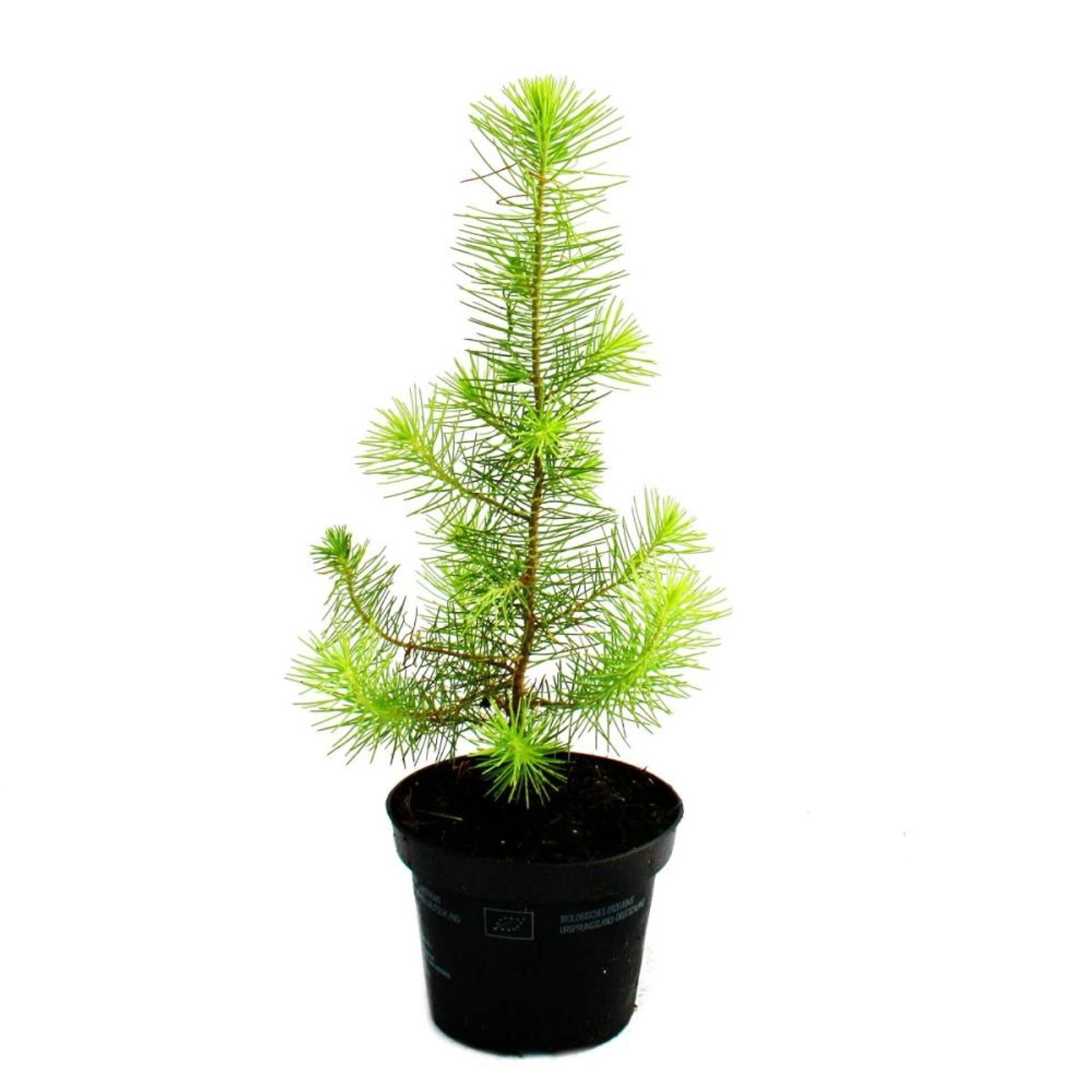 Exotenherz Der Kleinste Weihnachtsbaum Der Welt Mittelmeerkiefer Pinus Pine günstig online kaufen