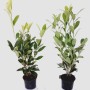 Zwei Kirschlorbeer Pflanzen Boering 20 Prunus Caucasica, Höhe 40-50 cm, im Topf.