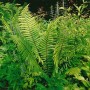 Grüner Wallichs Wurmfarn (Dryopteris wallichiana) im 9x9 cm Topf. Attraktive Staude für schattige Gartenbereiche.