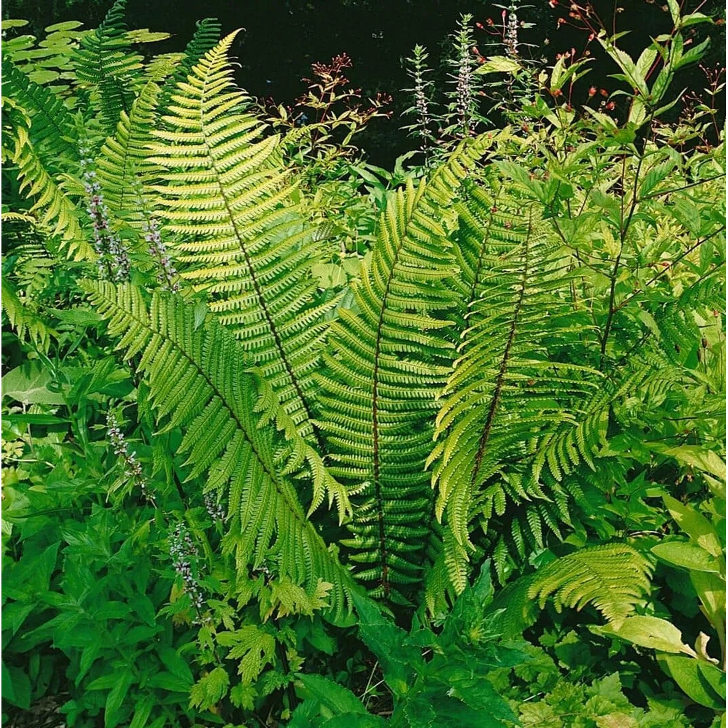 Grüner Wallichs Wurmfarn (Dryopteris wallichiana) im 9x9 cm Topf. Attraktive Staude für schattige Gartenbereiche.