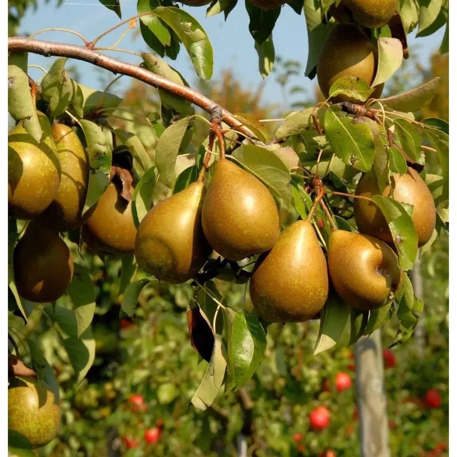 Birne Pfundbirne 60-80cm - saftige und süße Früchte