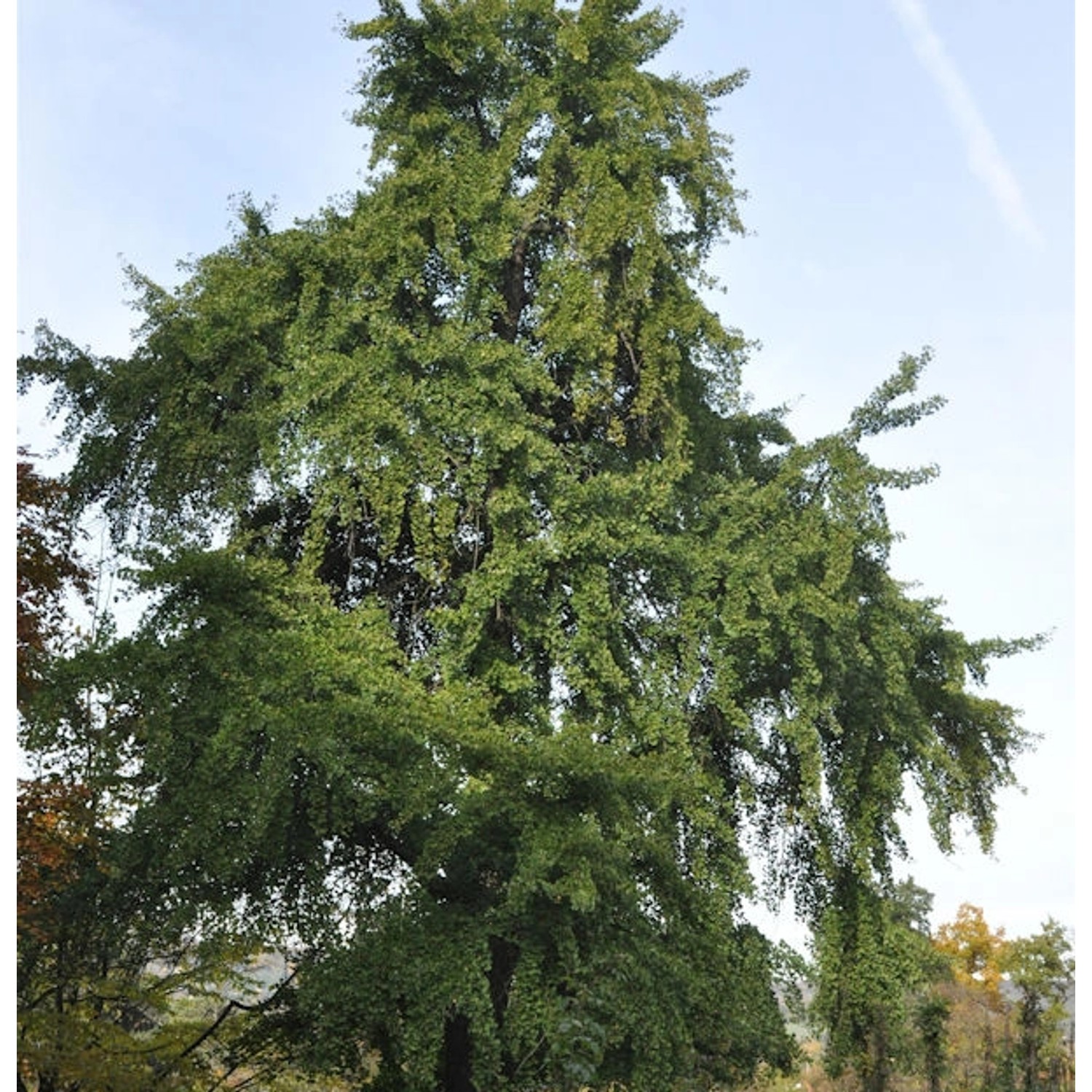 Fächerblattbaum 125-150cm - Ginkgo biloba günstig online kaufen