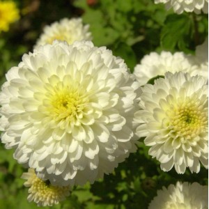 Nahaufnahme der Winteraster 'Weiße Nebelrose', eine weiße Staude mit gelber Mitte.